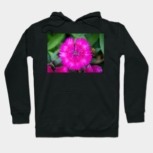 Vibrant Pink Dianthus Hoodie